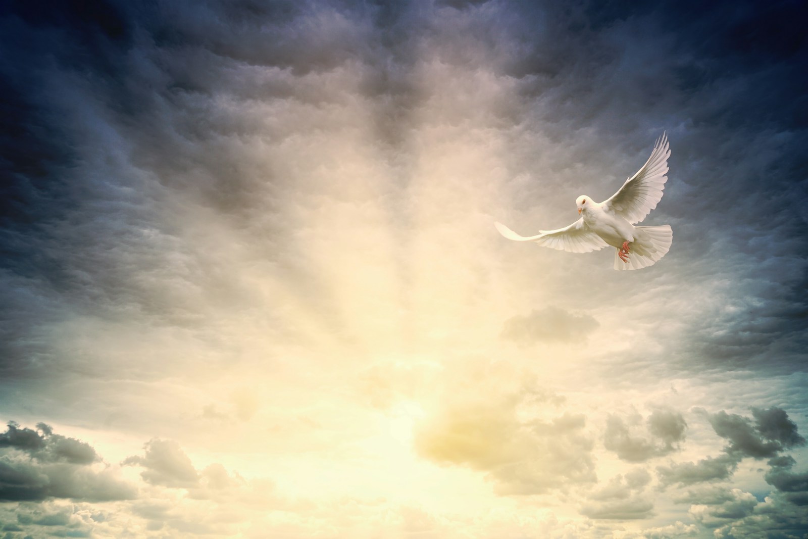 Photo by Johannes Plenio white bird flying under cloudy sky during daytime